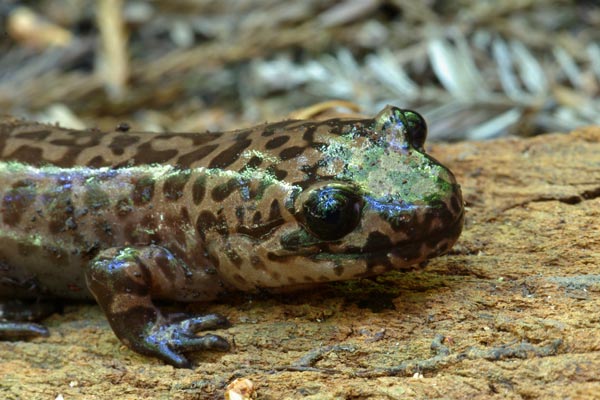 California Giant Salamander (Dicamptodon ensatus)