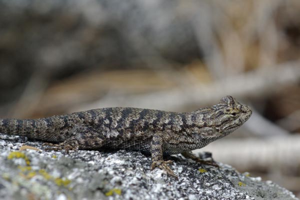 Great Basin Fence Lizard (Sceloporus occidentalis longipes)