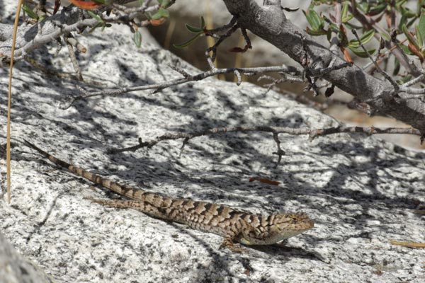 Great Basin Fence Lizard (Sceloporus occidentalis longipes)