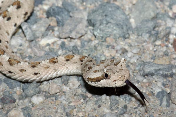 Mohave Desert Sidewinder (Crotalus cerastes cerastes)