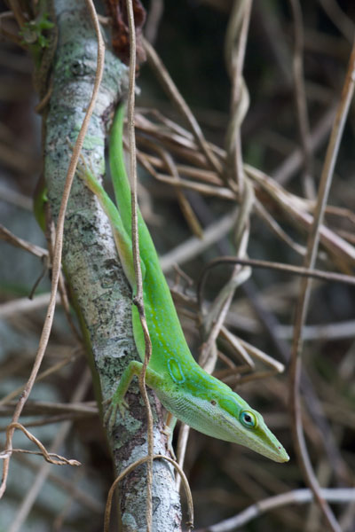 Green Anole (Anolis carolinensis)