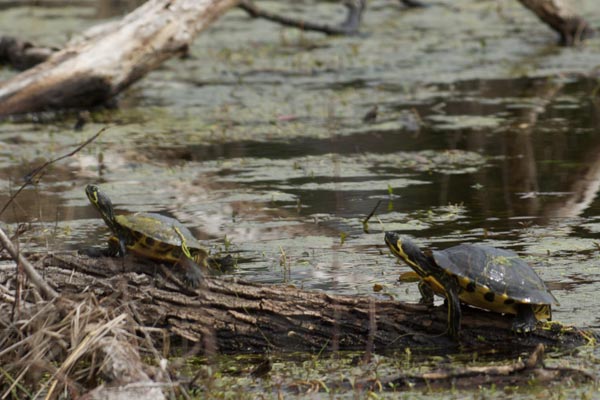 Yellow-bellied Slider (Trachemys scripta scripta)