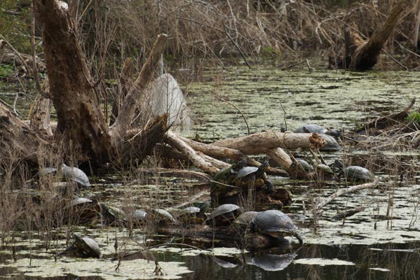 Yellow-bellied Slider (Trachemys scripta scripta)