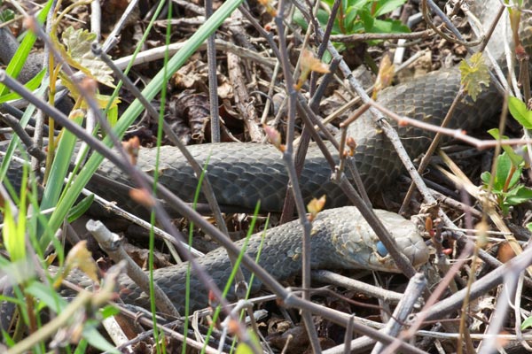 Northern Black Racer (Coluber constrictor constrictor)