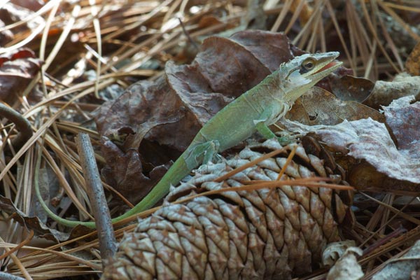 Green Anole (Anolis carolinensis)