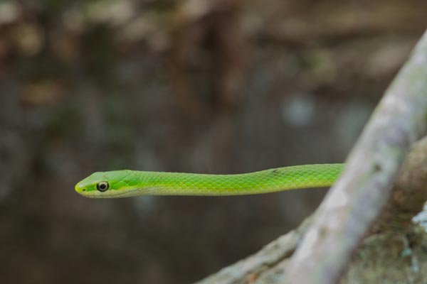 Northern Rough Greensnake (Opheodrys aestivus aestivus)