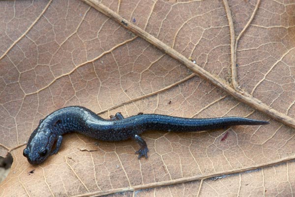 Red-backed Salamander (Plethodon cinereus)