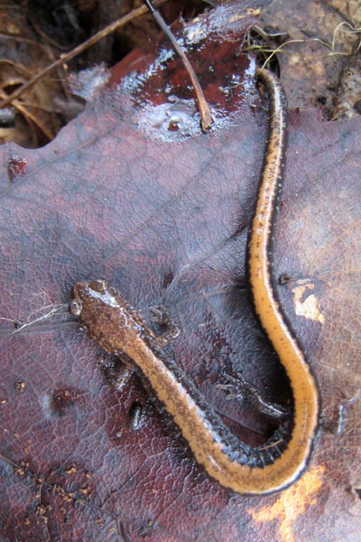 Red-backed Salamander (Plethodon cinereus)