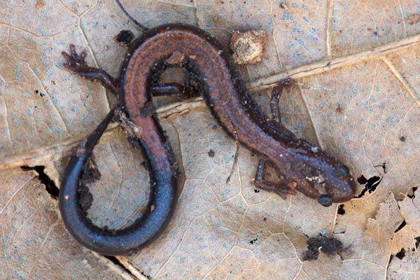 Red-backed Salamander (Plethodon cinereus)