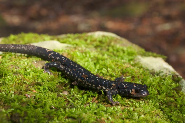 Northern Slimy Salamander (Plethodon glutinosus)