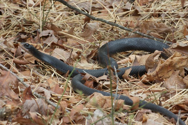 Southern Black Racer (Coluber constrictor priapus)