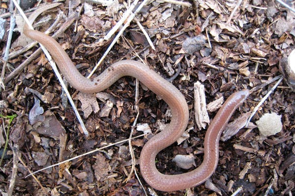 Eastern Wormsnake (Carphophis amoenus amoenus)