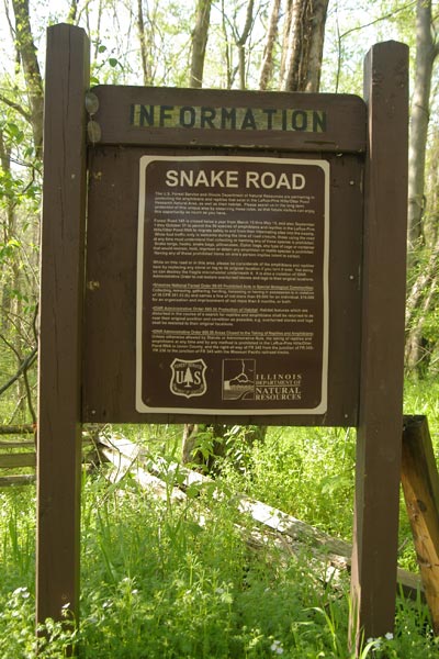 Northern Cottonmouth (Agkistrodon piscivorus)