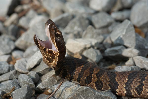 Northern Cottonmouth (Agkistrodon piscivorus)