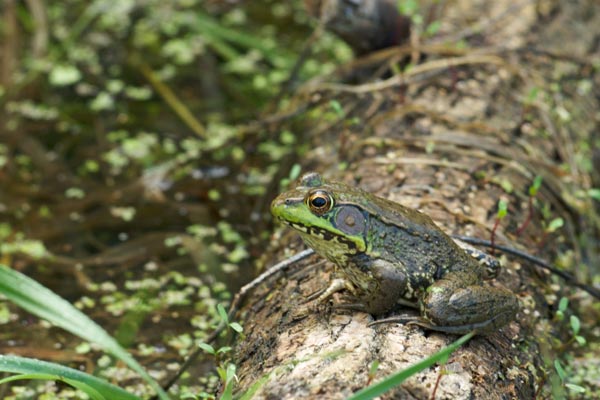 Green Frog (Lithobates clamitans)