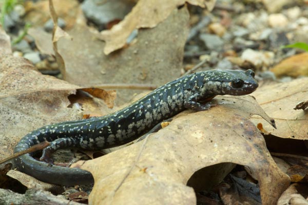 Northern Slimy Salamander (Plethodon glutinosus)