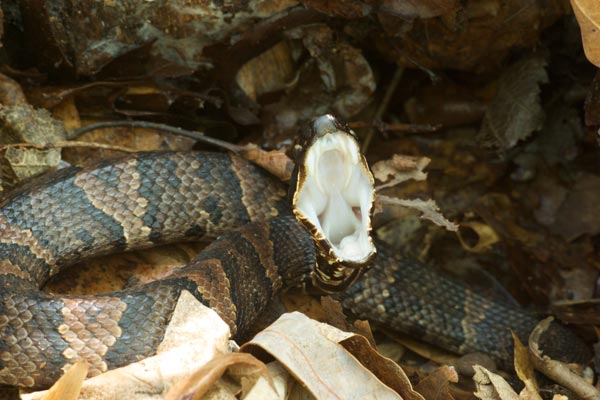 Northern Cottonmouth (Agkistrodon piscivorus)