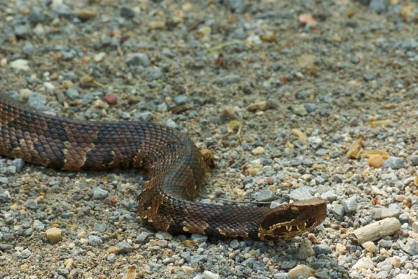 Northern Cottonmouth (Agkistrodon piscivorus)