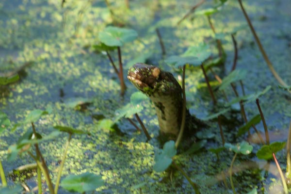 Plain-bellied Watersnake (Nerodia erythrogaster)