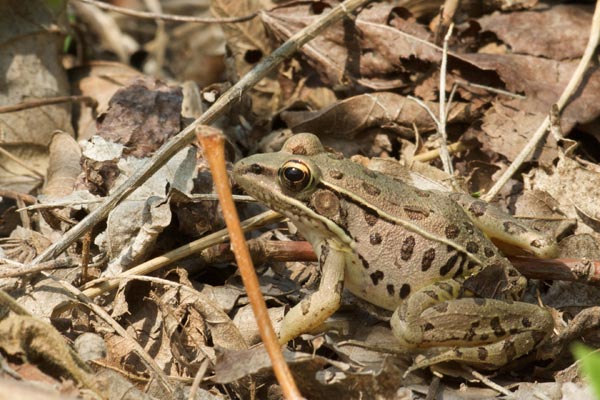 Southern Leopard Frog (Lithobates sphenocephalus utricularius)