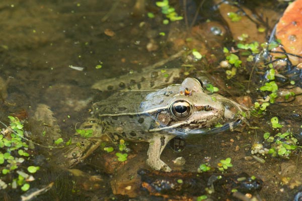 Southern Leopard Frog (Lithobates sphenocephalus utricularius)