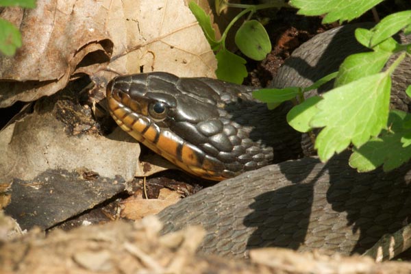 Plain-bellied Watersnake (Nerodia erythrogaster)