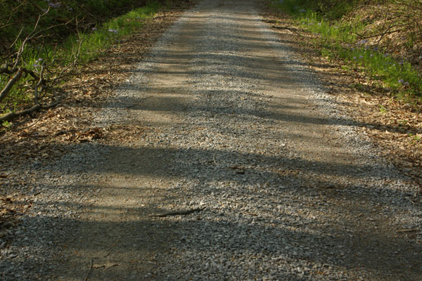 Northern Cottonmouth (Agkistrodon piscivorus)