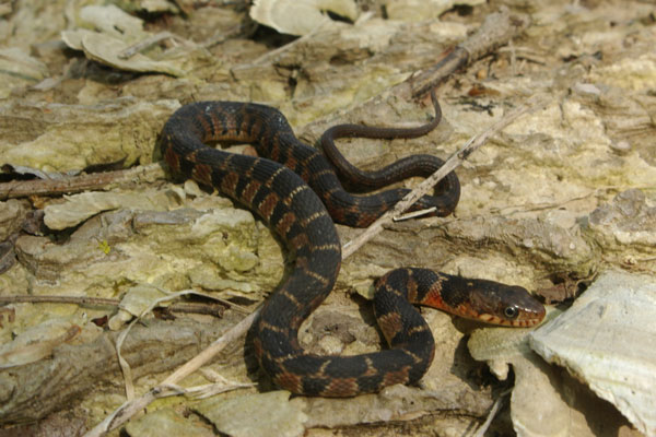 Plain-bellied Watersnake (Nerodia erythrogaster)