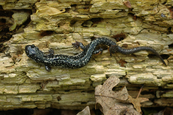 Northern Slimy Salamander (Plethodon glutinosus)