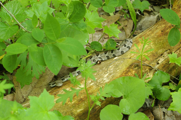 Timber Rattlesnake (Crotalus horridus)