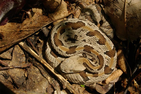 Timber Rattlesnake (Crotalus horridus)