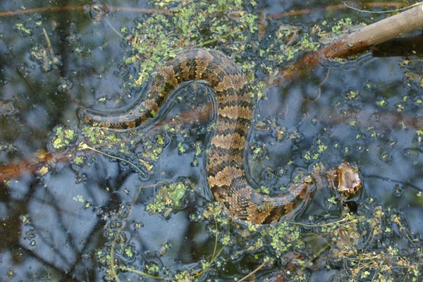 Northern Cottonmouth (Agkistrodon piscivorus)