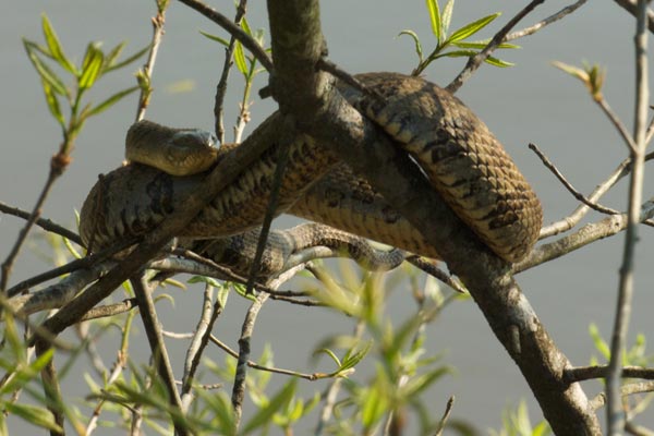 Midland Watersnake (Nerodia sipedon pleuralis)