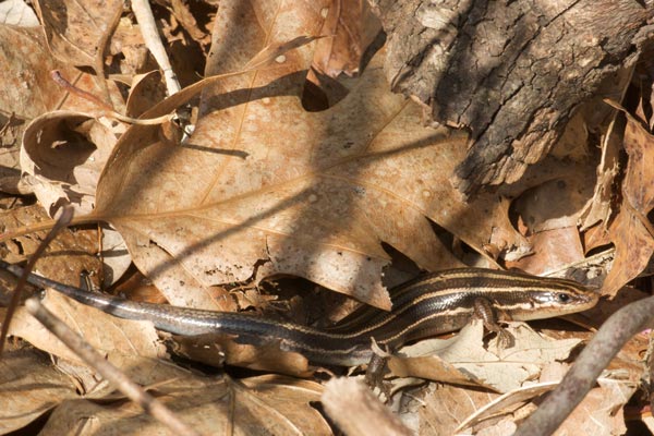 Common Five-lined Skink (Plestiodon fasciatus)