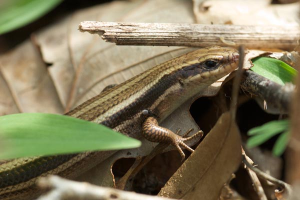 Common Five-lined Skink (Plestiodon fasciatus)