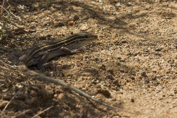 Plateau Striped Whiptail (Aspidoscelis velox)