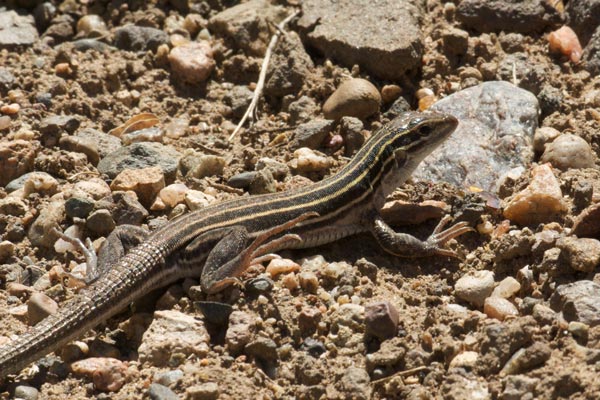 Plateau Striped Whiptail (Aspidoscelis velox)