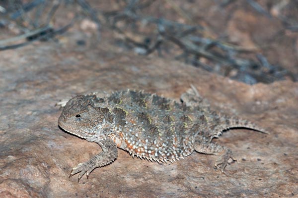 New Mexico Short-horned Lizard (Phrynosoma hernandesi ornatissimum)