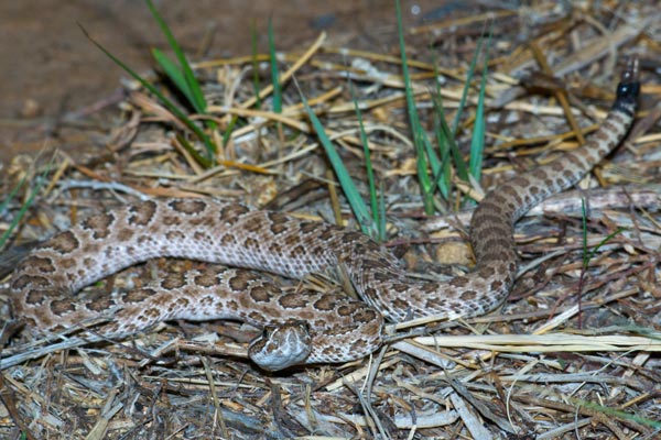 Prairie Rattlesnake (Crotalus viridis)