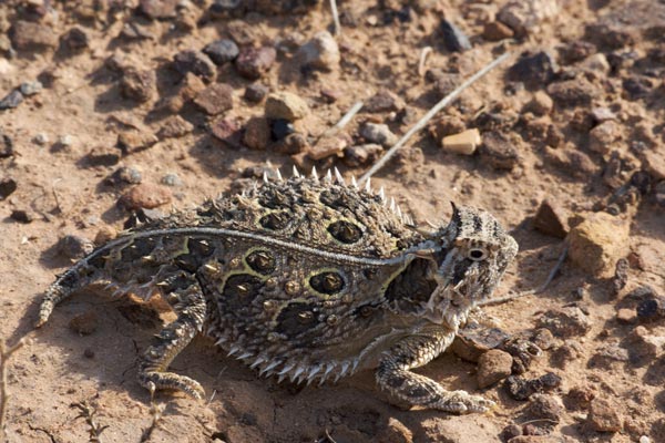 Texas Horned Lizard (Phrynosoma cornutum)