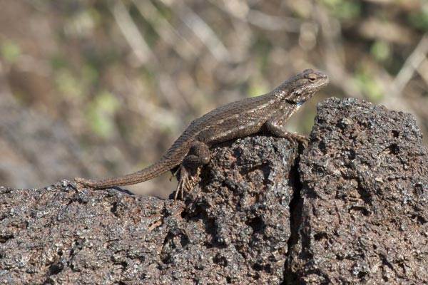 Southwestern Fence Lizard (Sceloporus cowlesi)