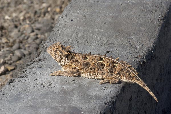 Texas Horned Lizard (Phrynosoma cornutum)