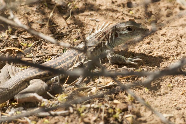 Chihuahuan Spotted Whiptail (Aspidoscelis exsanguis)