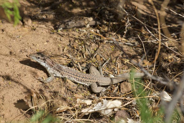 Chihuahuan Spotted Whiptail (Aspidoscelis exsanguis)