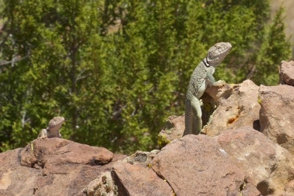 Eastern Collared Lizard (Crotaphytus collaris)