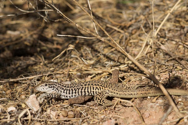 Common Checkered Whiptail (Aspidoscelis tesselata)