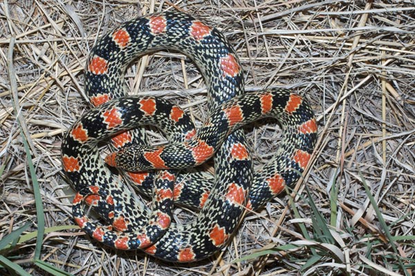 Long-nosed Snake (Rhinocheilus lecontei)