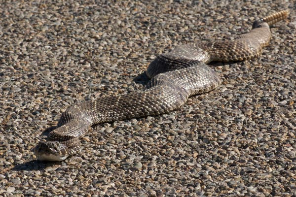 Western Diamond-backed Rattlesnake (Crotalus atrox)