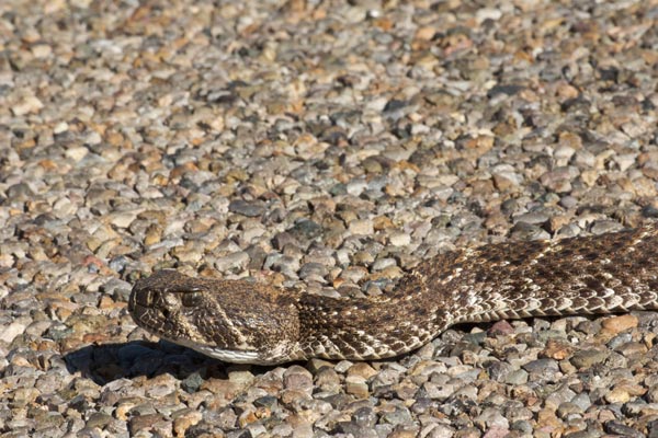 Western Diamond-backed Rattlesnake (Crotalus atrox)