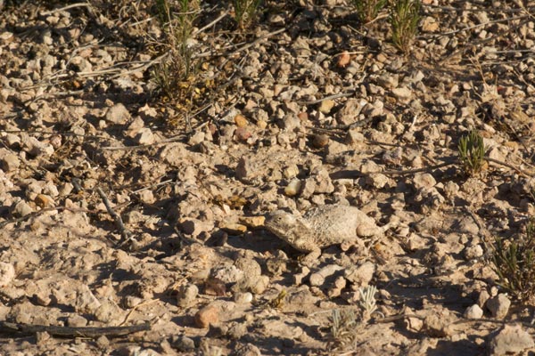 Round-tailed Horned Lizard (Phrynosoma modestum)